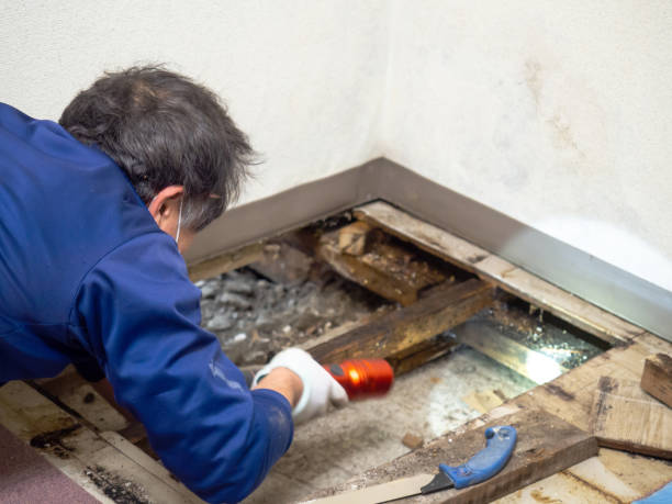 Mold Removal and Inspection in Jeffersontown, KY