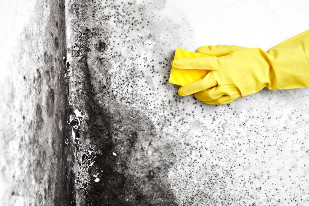Best Crawl Space Mold Removal  in Jeffersontown, KY