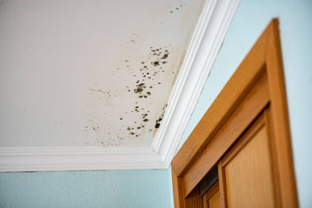 Best Best Mold Removal Companies  in Jeffersontown, KY