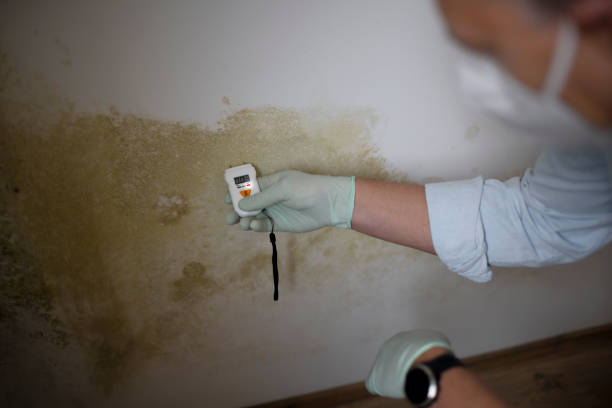 Best Mold Damage Repair  in Jeffersontown, KY