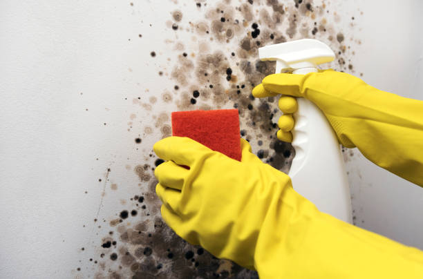 Best Commercial Mold Removal  in Jeffersontown, KY