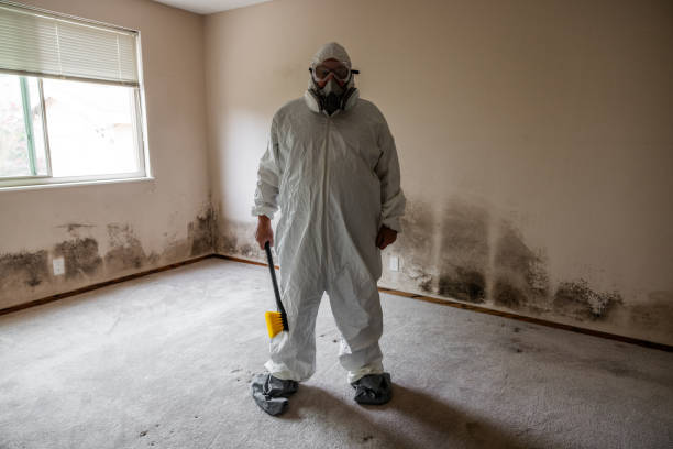 Best Local Mold Removal Service  in Jeffersontown, KY