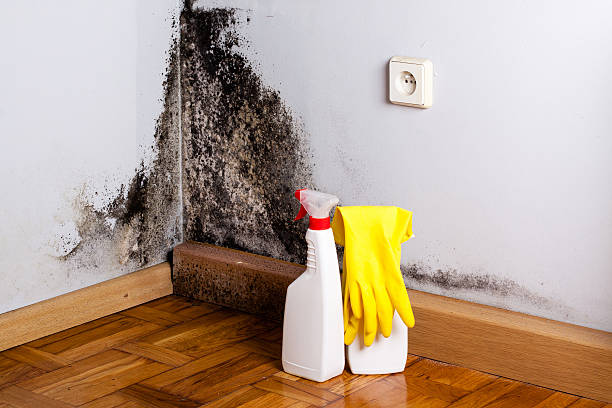Certified Mold Removal in Jeffersontown, KY