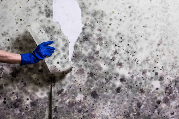 Best Mold Cleaning Services  in Jeffersontown, KY